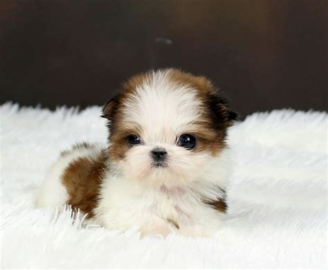 Teacup shih tzu for sale near me. Things To Know About Teacup shih tzu for sale near me. 